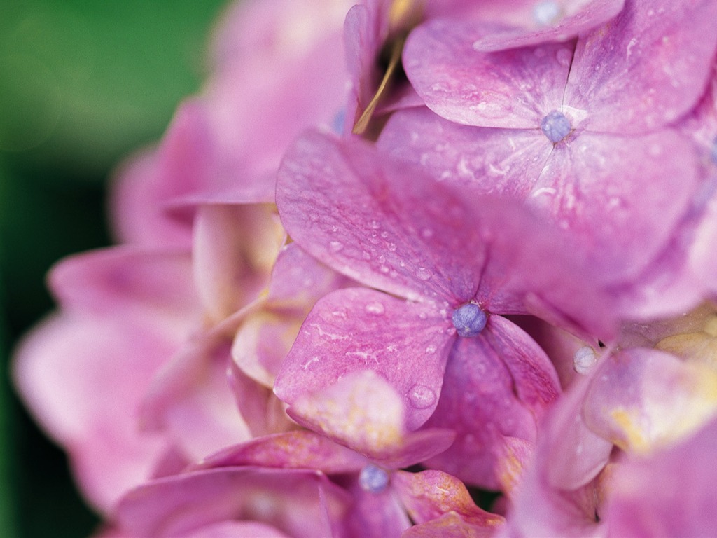 fleurs fond d'écran Widescreen close-up (10) #14 - 1024x768