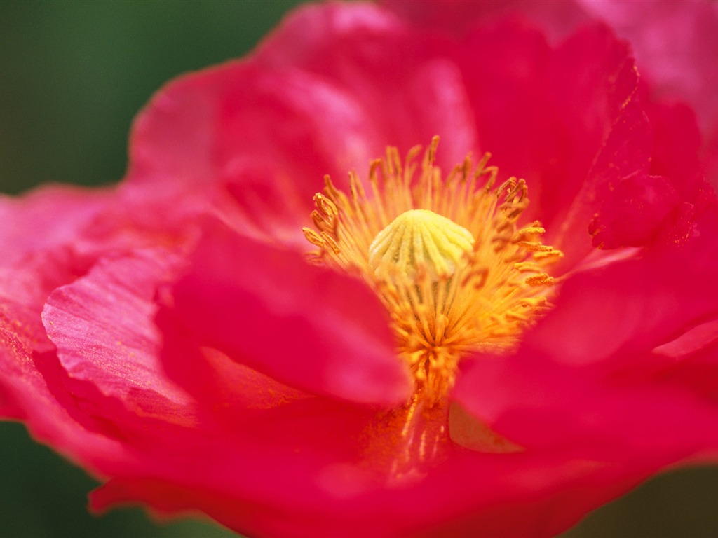 fleurs fond d'écran Widescreen close-up (10) #15 - 1024x768