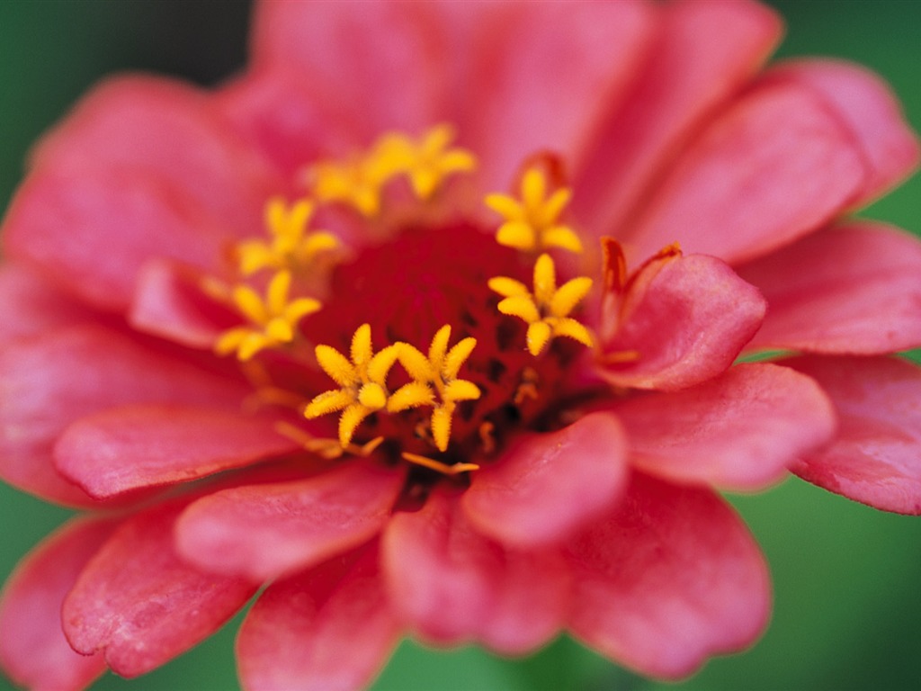fleurs fond d'écran Widescreen close-up (10) #16 - 1024x768