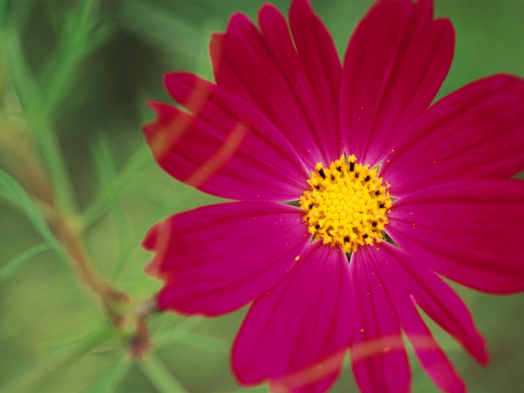 宽屏鲜花特写 壁纸(十)17 - 1024x768