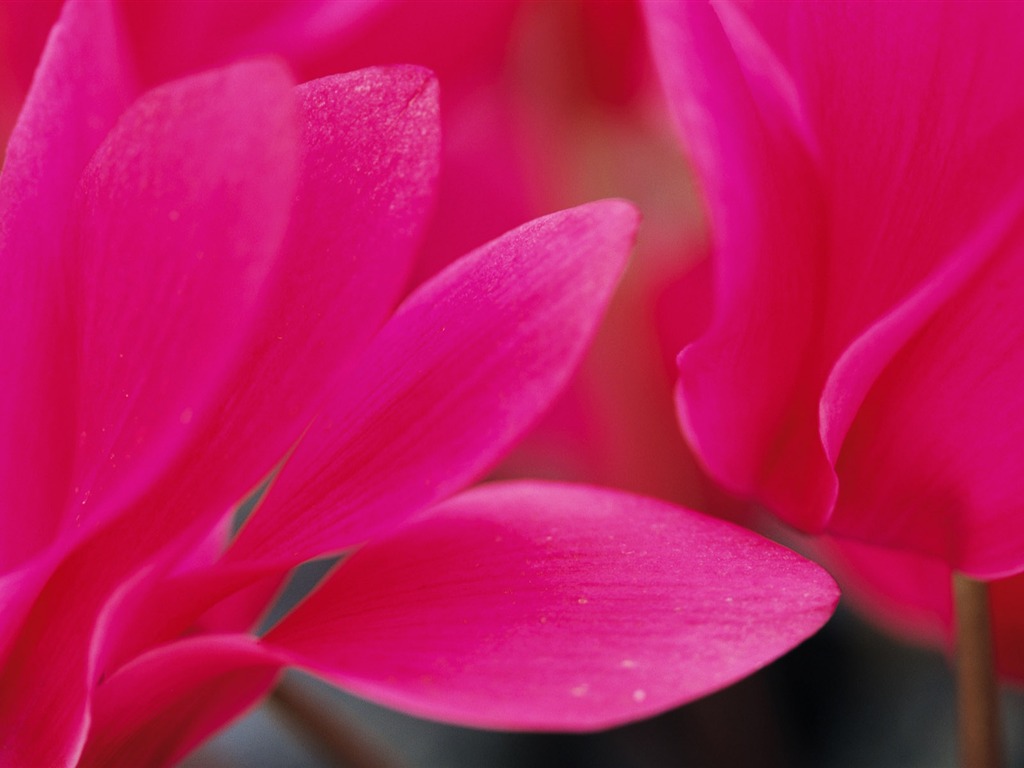 fleurs fond d'écran Widescreen close-up (10) #18 - 1024x768