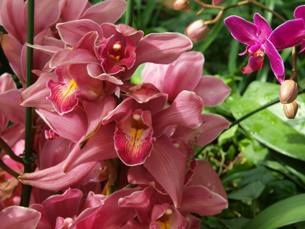 Phalaenopsis (dawenwei práce) #5 - 1024x768