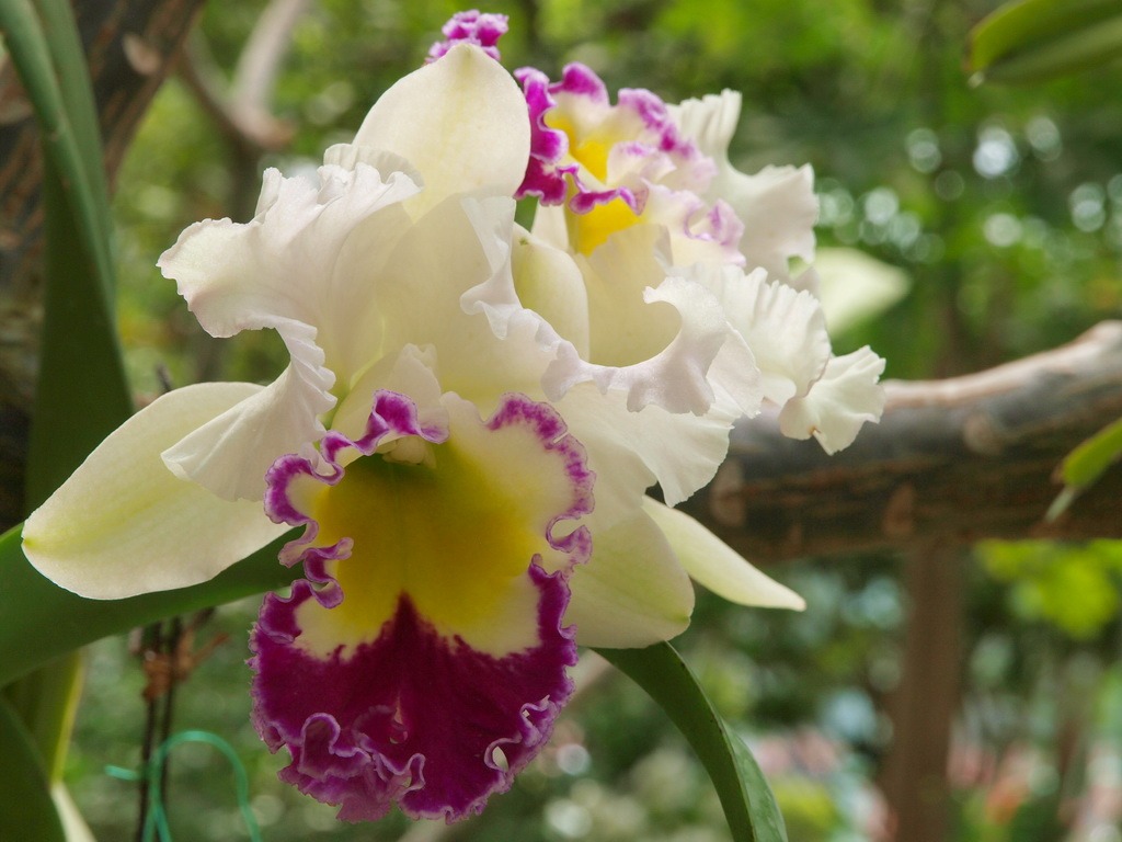 Phalaenopsis (dawenwei práce) #7 - 1024x768