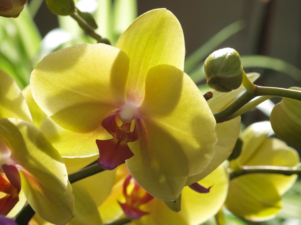 Phalaenopsis (dawenwei works) #13 - 1024x768
