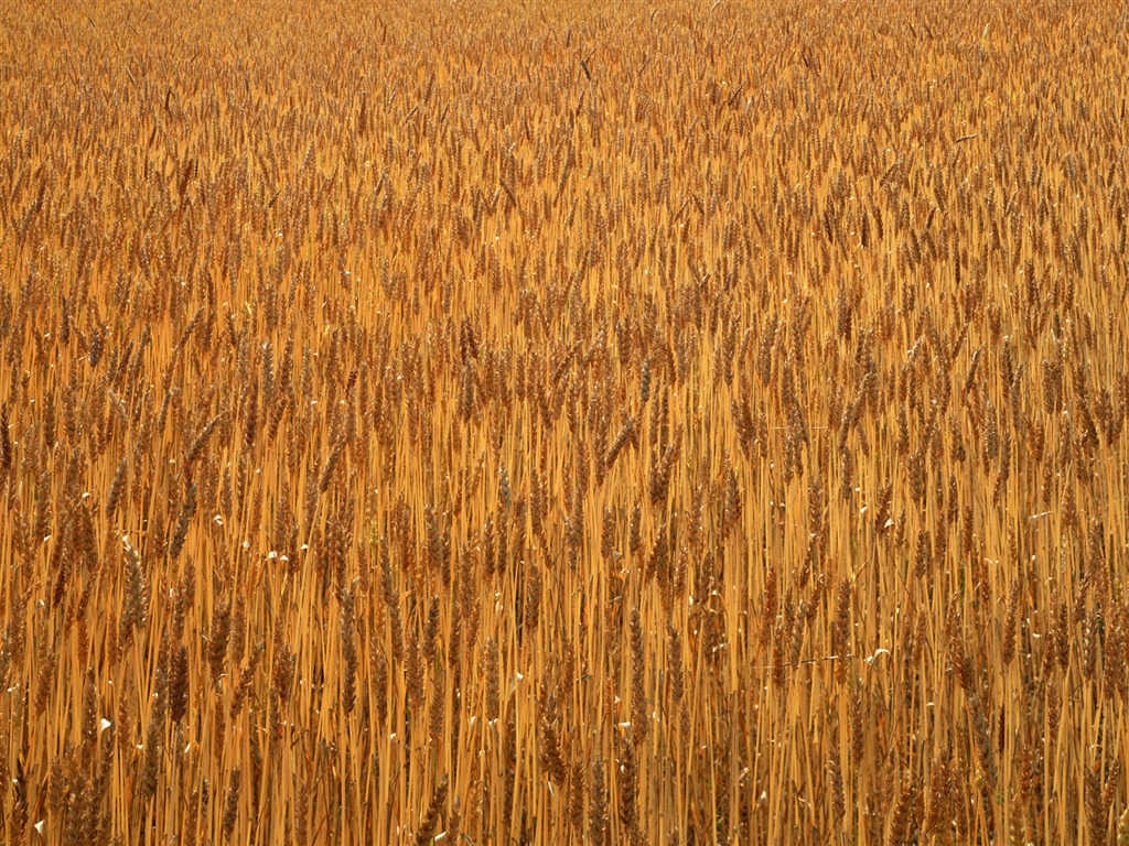 Field photo wallpaper #6 - 1024x768