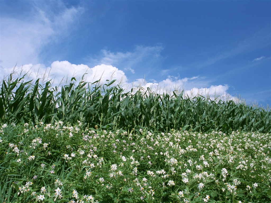 Field photo wallpaper #12 - 1024x768