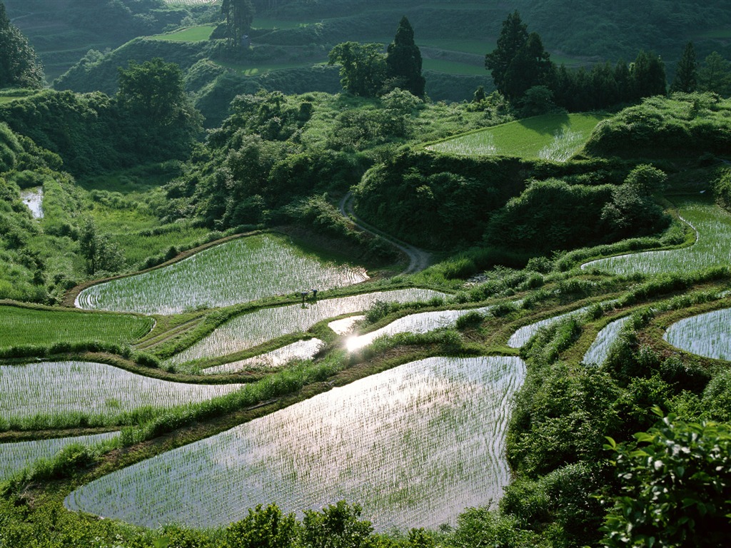 Field photo wallpaper #13 - 1024x768