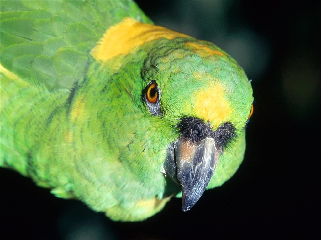 Parrot wallpaper fotoalbum #9 - 1024x768