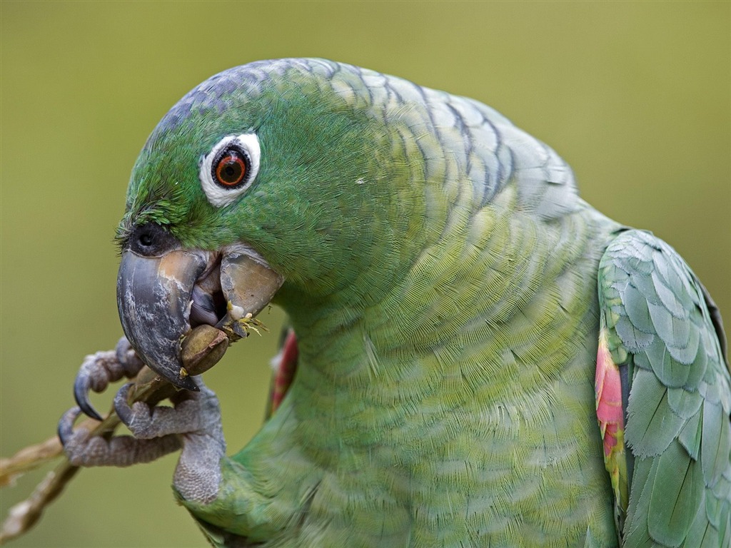 Parrot wallpaper fotoalbum #10 - 1024x768