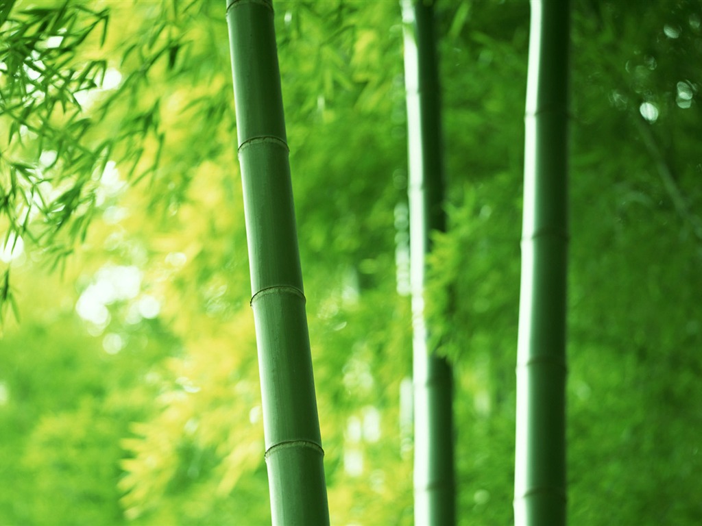 Green bamboo wallpaper albums #1 - 1024x768