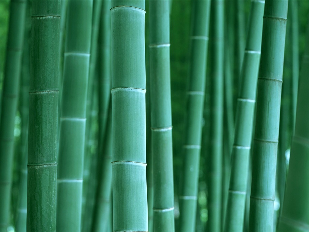 绿色竹林 壁纸专辑2 - 1024x768