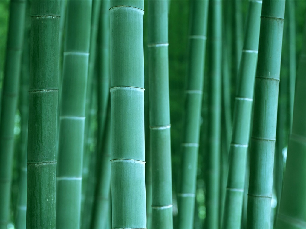 Zelené bambusové tapety alba #2 - 1024x768