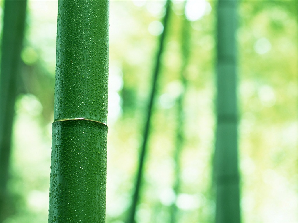 Green Bambus Tapeten Alben #3 - 1024x768