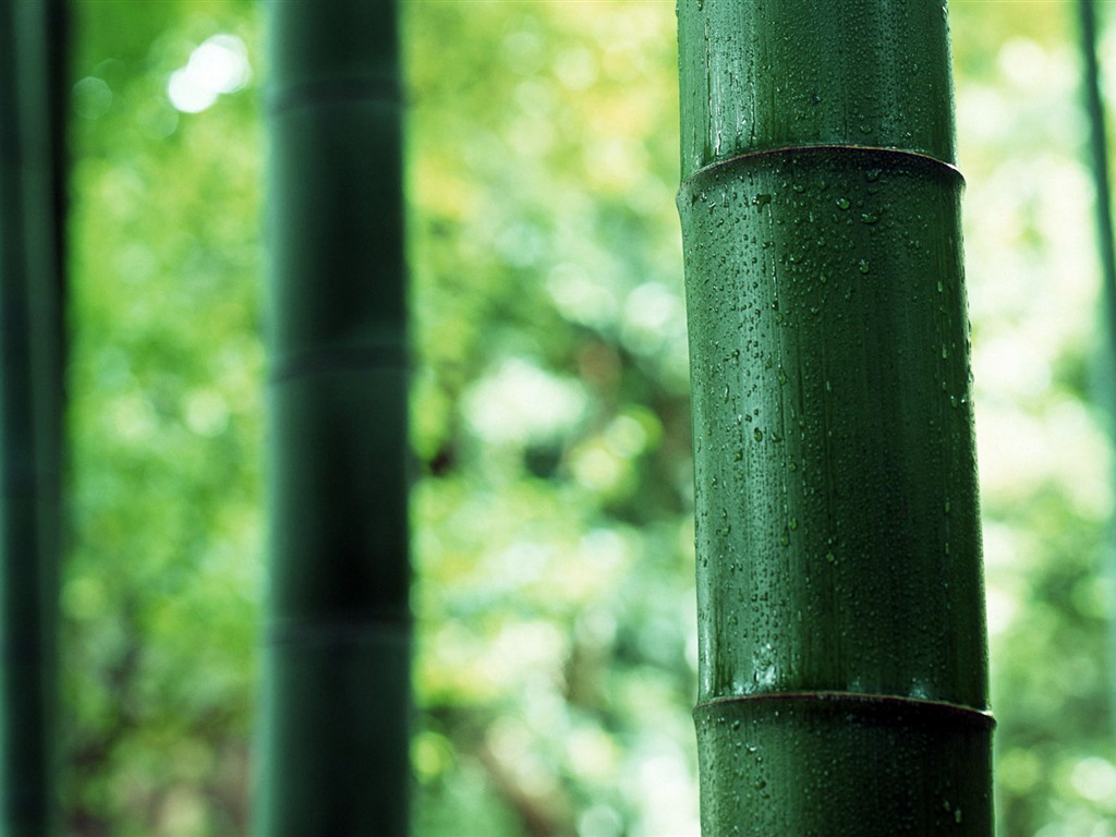 Green bamboo wallpaper albums #4 - 1024x768