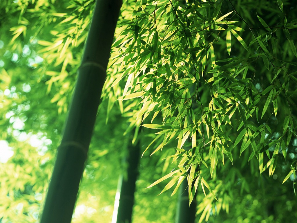 綠色竹林 壁紙專輯 #5 - 1024x768
