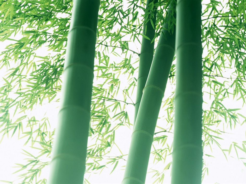 Green bamboo wallpaper albums #7 - 1024x768