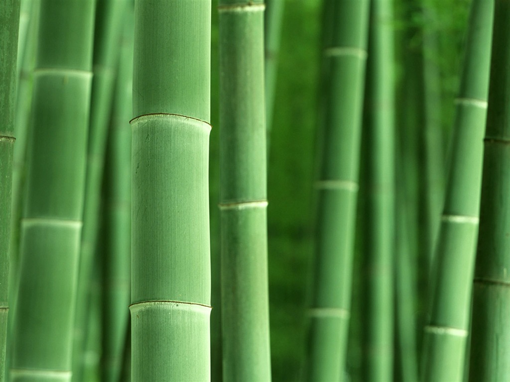 綠色竹林 壁紙專輯 #8 - 1024x768