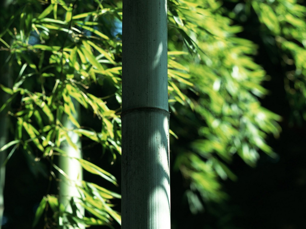 Green Bambus Tapeten Alben #9 - 1024x768