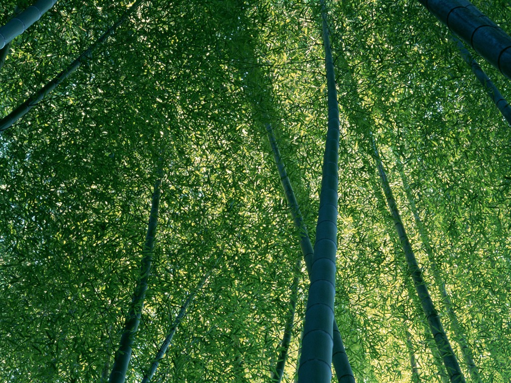 绿色竹林 壁纸专辑11 - 1024x768