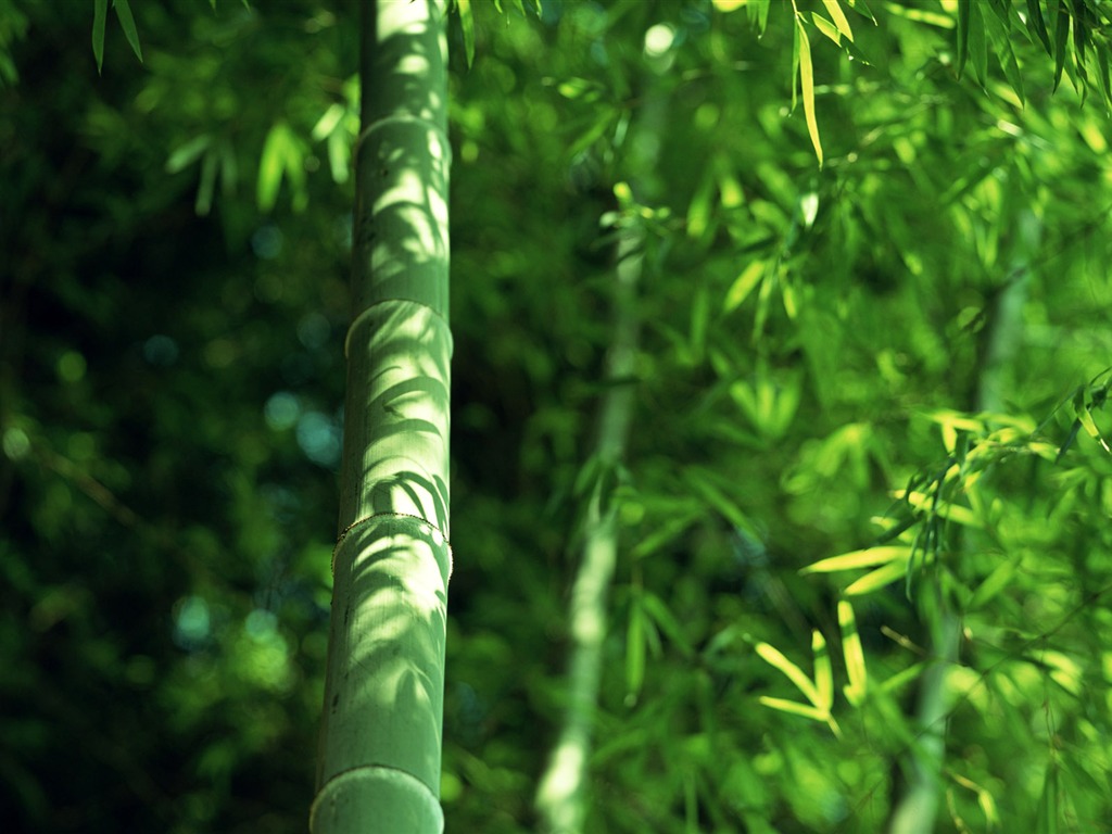 Green bamboo wallpaper albums #14 - 1024x768