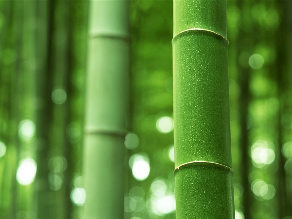 Green bamboo wallpaper albums #15 - 1024x768