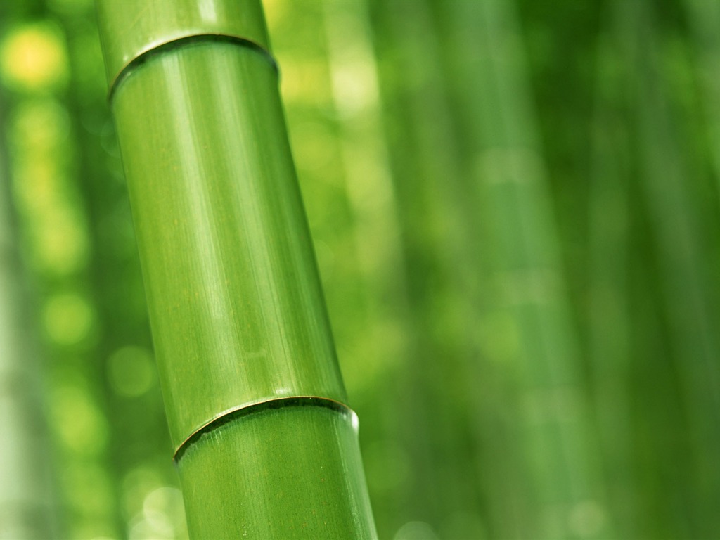 绿色竹林 壁纸专辑16 - 1024x768