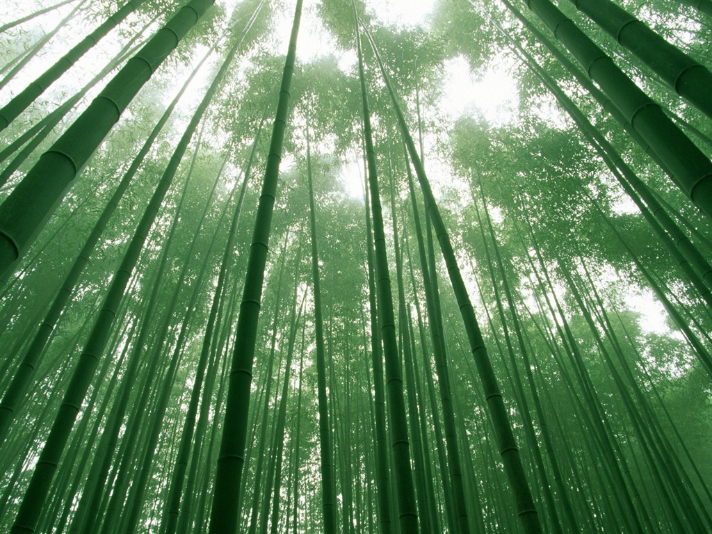 绿色竹林 壁纸专辑17 - 1024x768