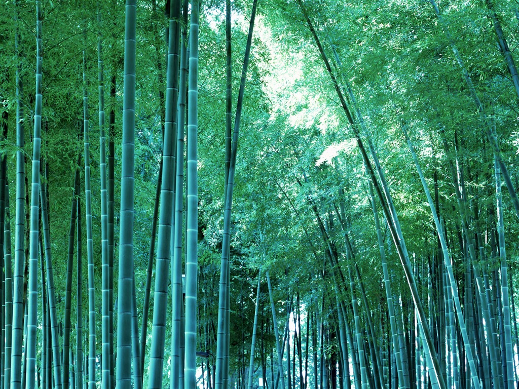绿色竹林 壁纸专辑19 - 1024x768
