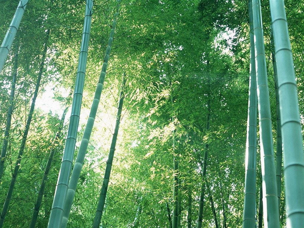 绿色竹林 壁纸专辑20 - 1024x768