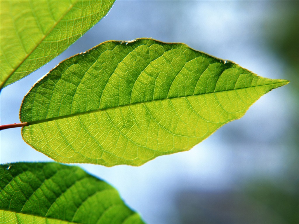 Green leaf photo wallpaper (1) #3 - 1024x768