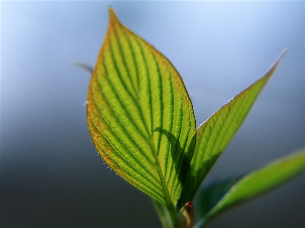 Fond d'écran vert photo feuille (1) #6 - 1024x768