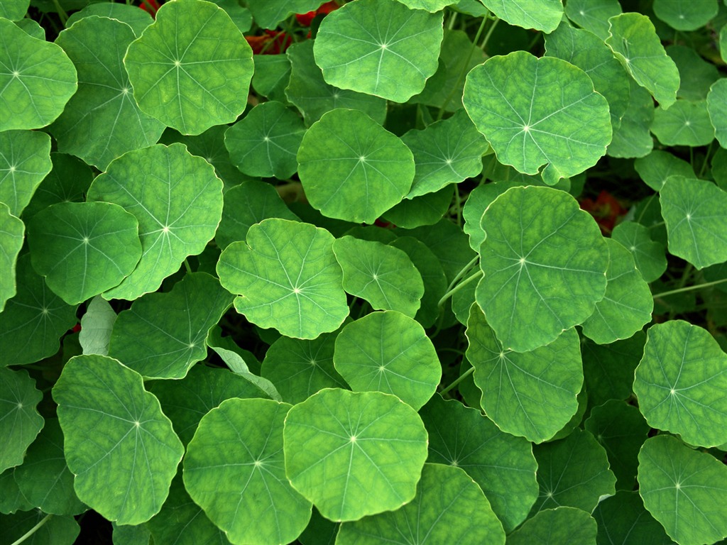 Fond d'écran vert photo feuille (1) #16 - 1024x768