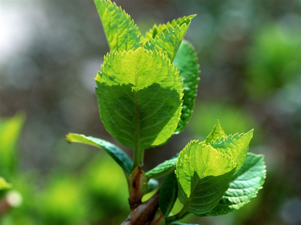 Fond d'écran vert photo feuille (1) #18 - 1024x768