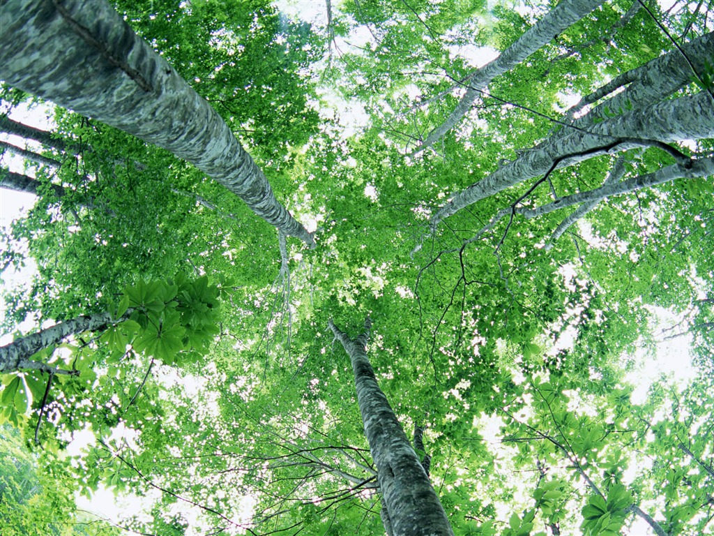 녹색 잎 사진 벽지 (2) #2 - 1024x768