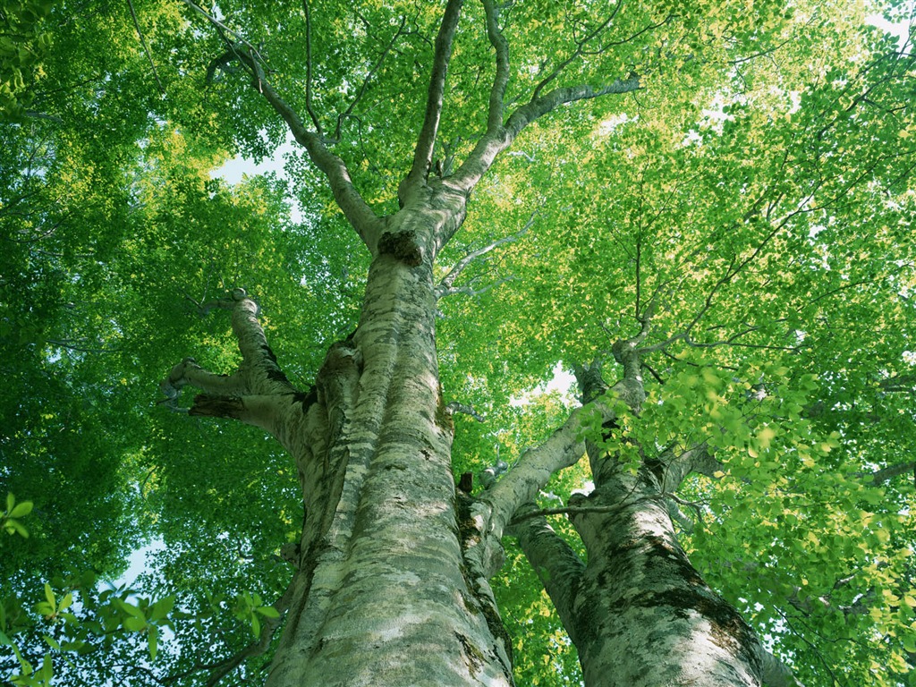 Zelená listová foto tapetu (2) #6 - 1024x768