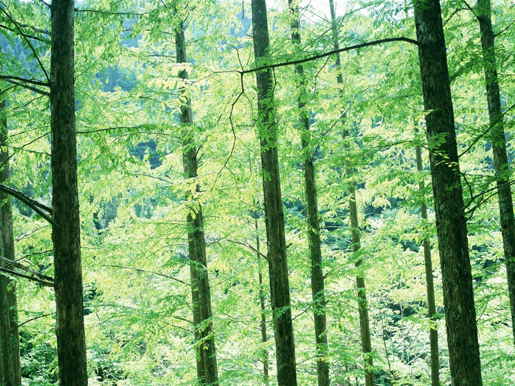 녹색 잎 사진 벽지 (2) #13 - 1024x768