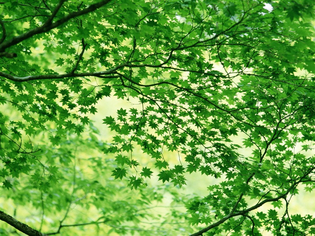 녹색 잎 사진 벽지 (3) #14 - 1024x768
