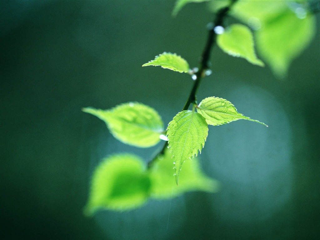 Green leaf photo wallpaper (3) #15 - 1024x768