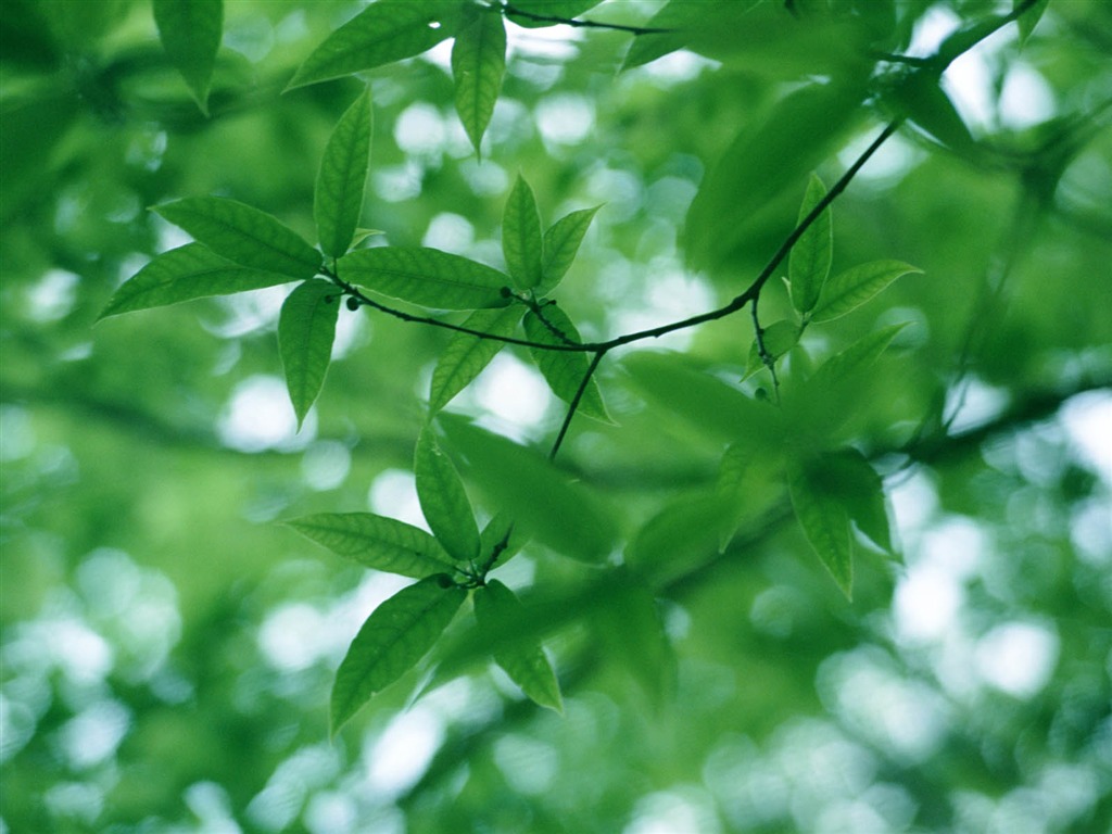 녹색 잎 사진 벽지 (3) #16 - 1024x768