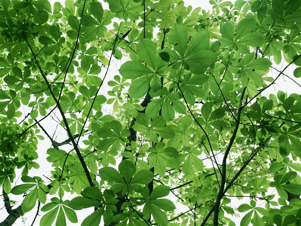 녹색 잎 사진 벽지 (3) #17 - 1024x768