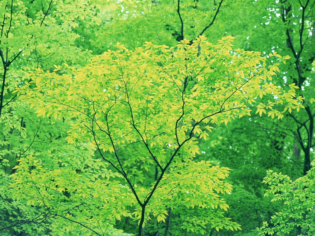 녹색 잎 사진 벽지 (3) #18 - 1024x768