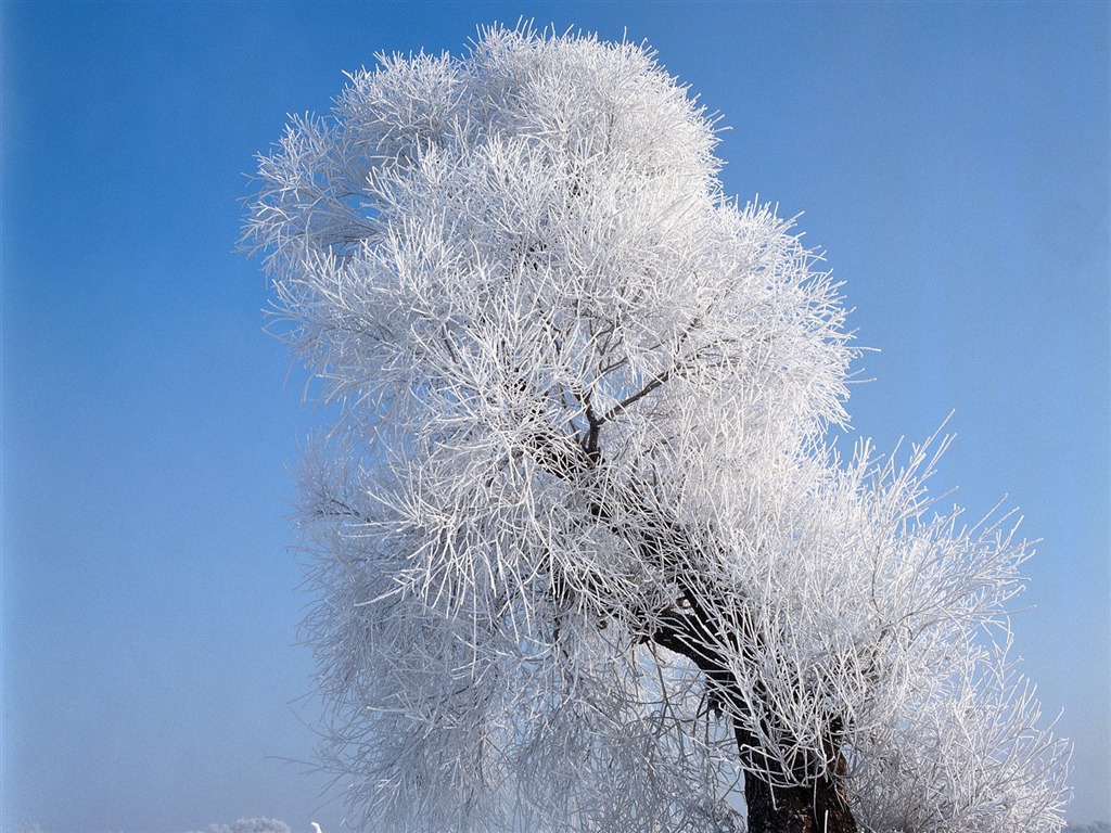 冬天雪景壁紙 #2 - 1024x768