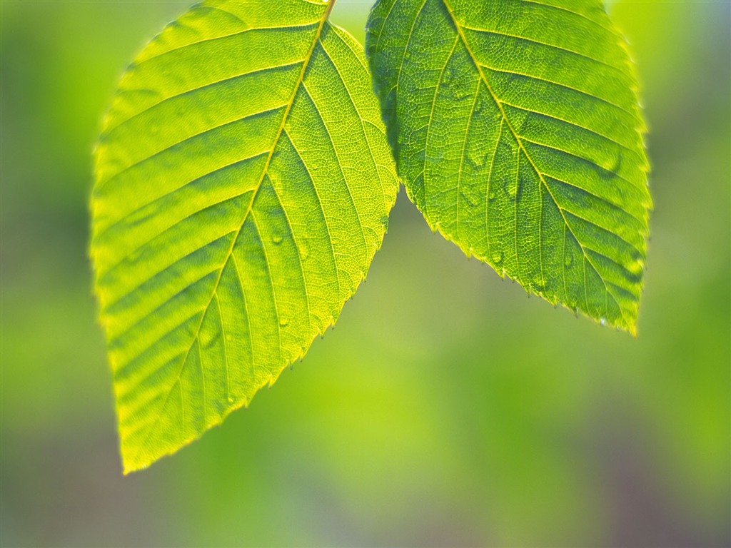 Green leaf photo wallpaper (4) #1 - 1024x768