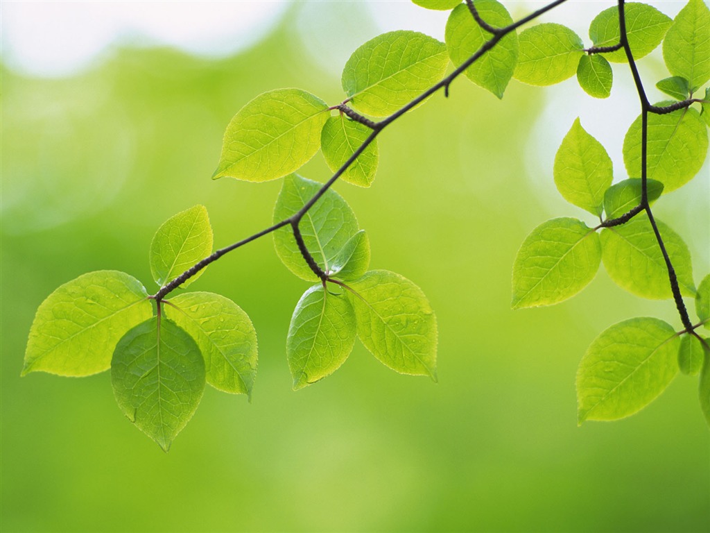 Green leaf photo wallpaper (4) #5 - 1024x768