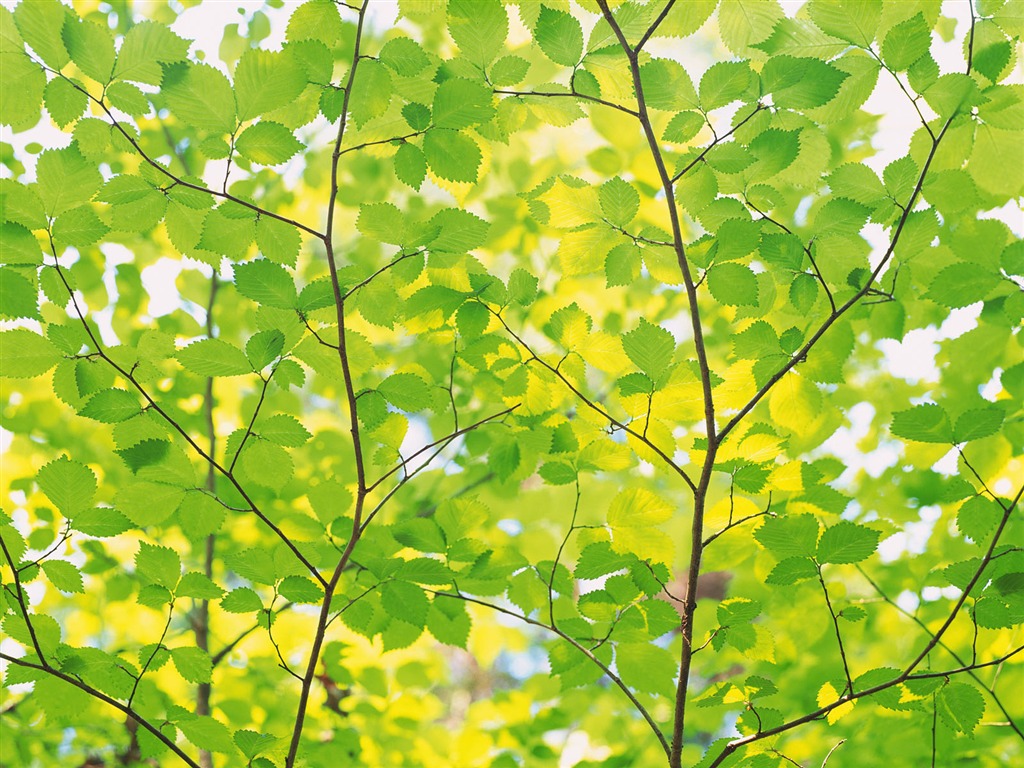 Green leaf photo wallpaper (4) #9 - 1024x768
