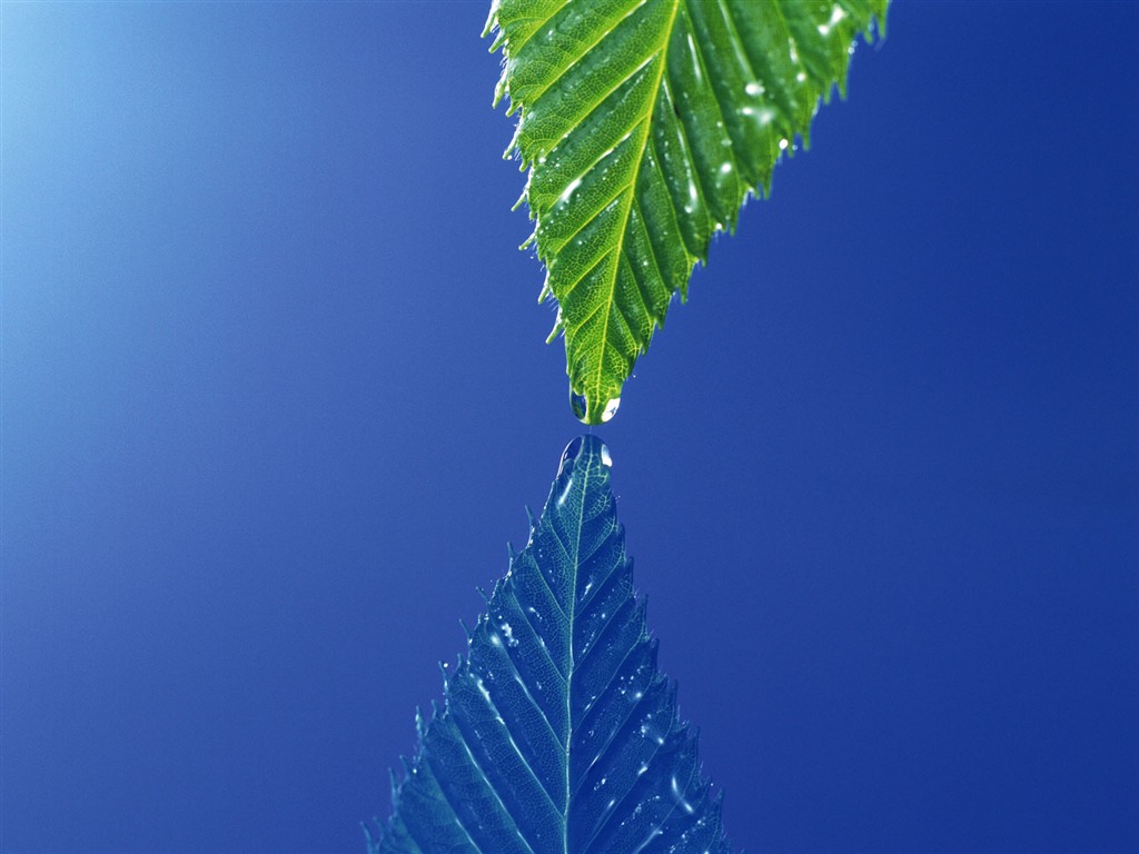 Green leaf photo wallpaper (4) #15 - 1024x768