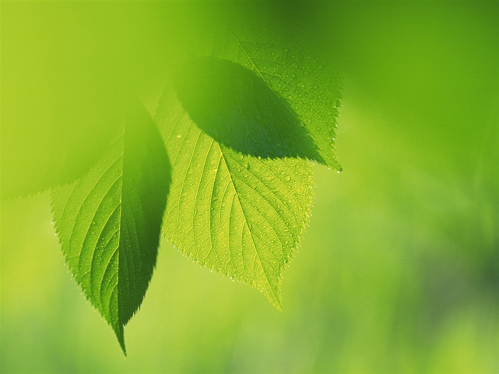 Green leaf photo wallpaper (4) #16 - 1024x768