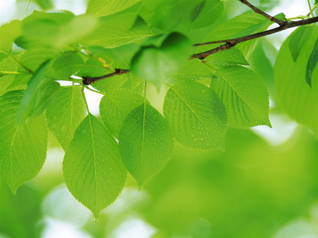 Green leaf photo wallpaper (4) #18 - 1024x768