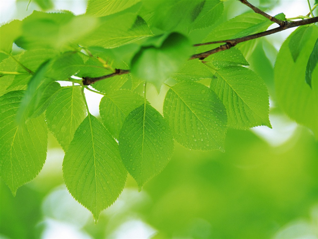 Fondos de escritorio de hoja verde de fotos (4) #18 - 1024x768