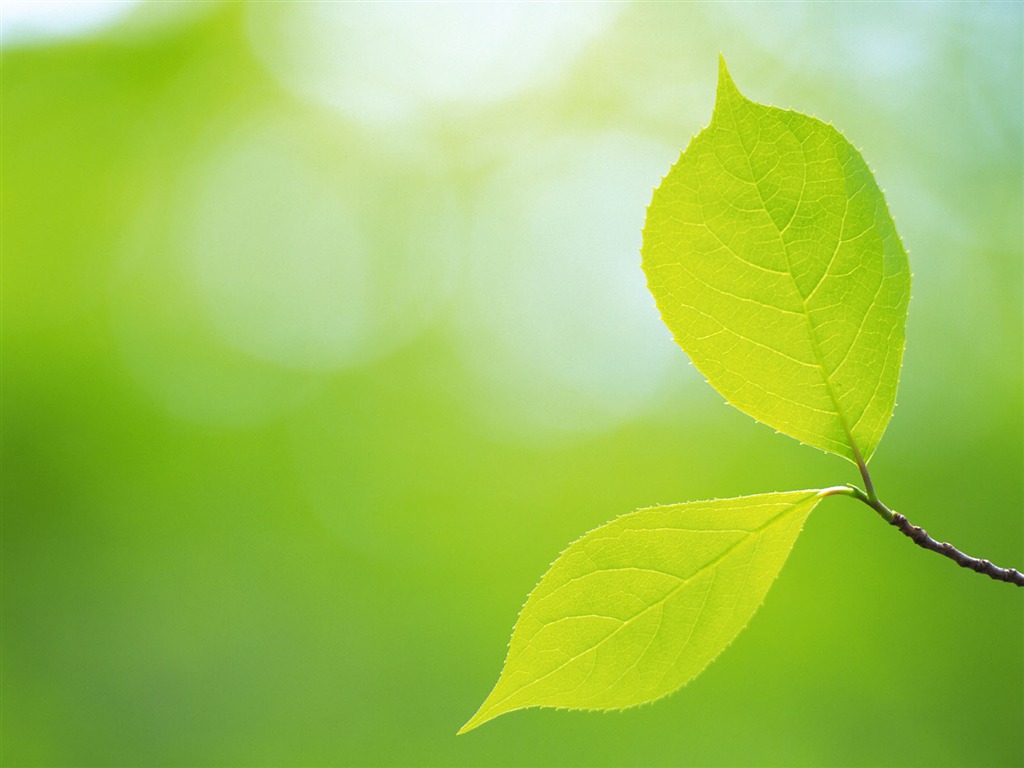 Fondos de escritorio de hoja verde de fotos (5) #3 - 1024x768